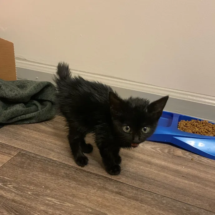 Mary A Purrfect Cat-Nanny