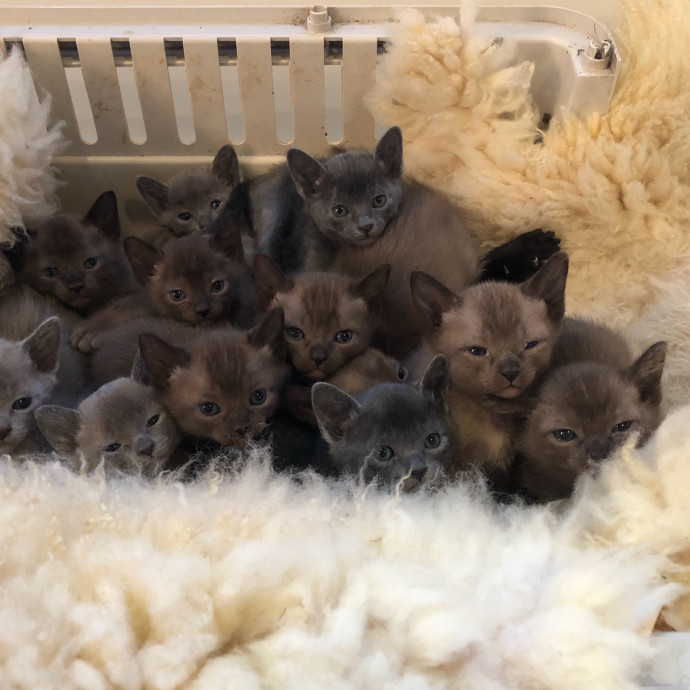 Mary A Purrfect Cat-Nanny