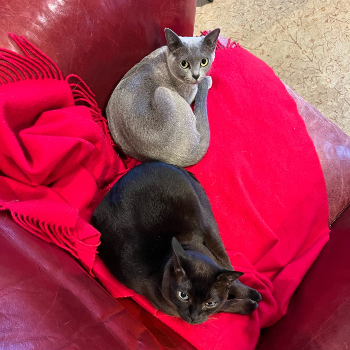 Mary A Purrfect Cat-Nanny