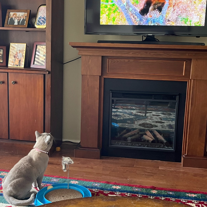 Mary A Purrfect Cat-Nanny photo 3