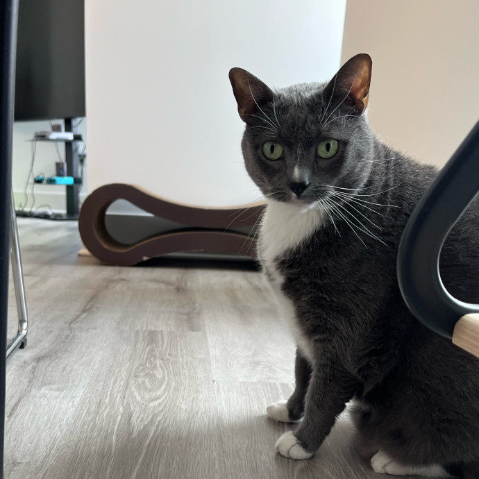 Mary A Purrfect Cat-Nanny photo 2