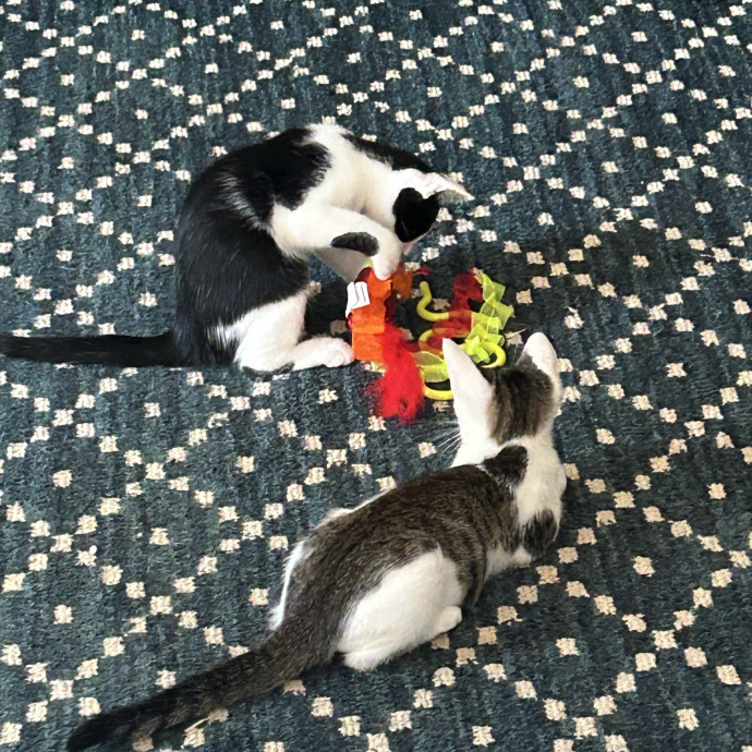 Purrfect Friends