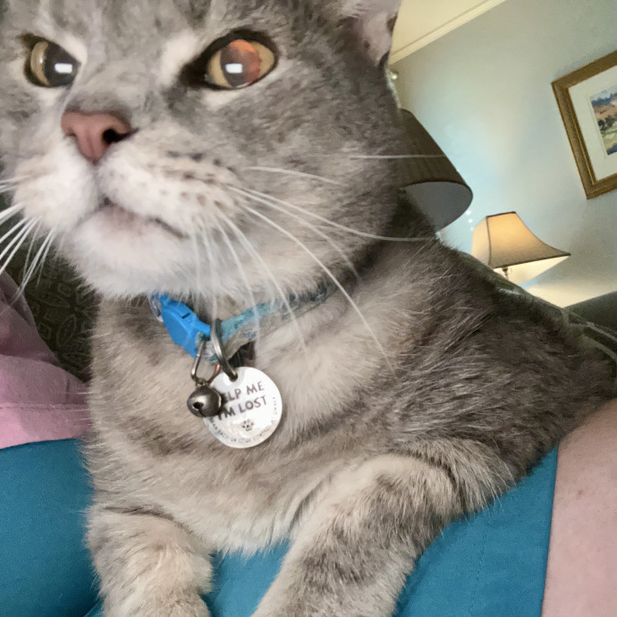 Purrfect Friends