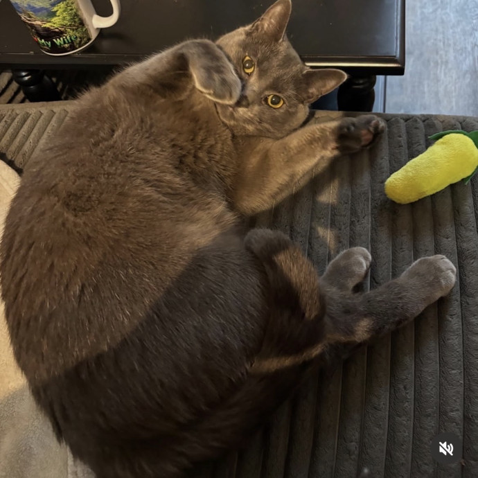 Purrfect Friends