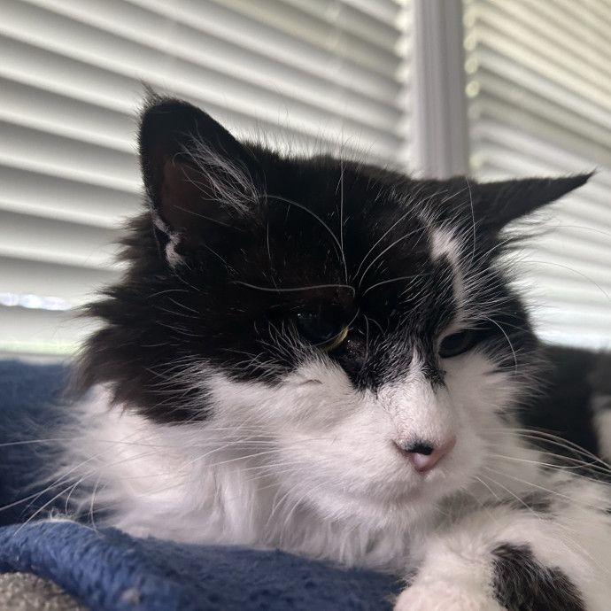 Purrfect Friends photo 2