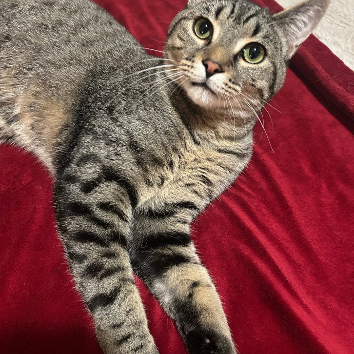 Perfect Paws Cat Sitting