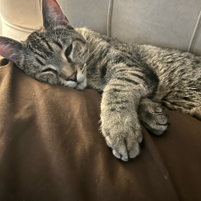 Perfect Paws Cat Sitting photo 3
