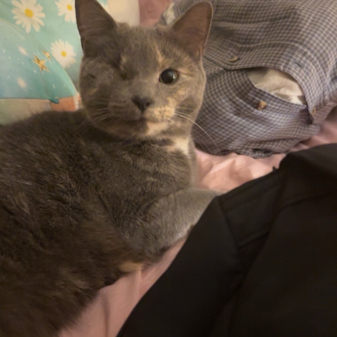 Molly The Cat Lady photo 3