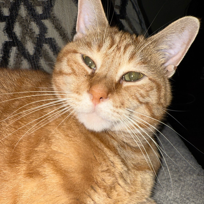 Molly The Cat Lady photo 2