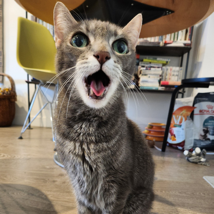 Kim's Cat Sitting