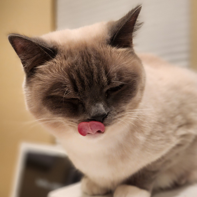 Kim's Cat Sitting