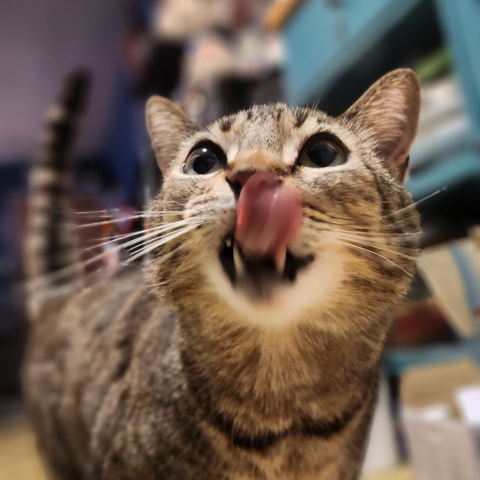 Kim's Cat Sitting