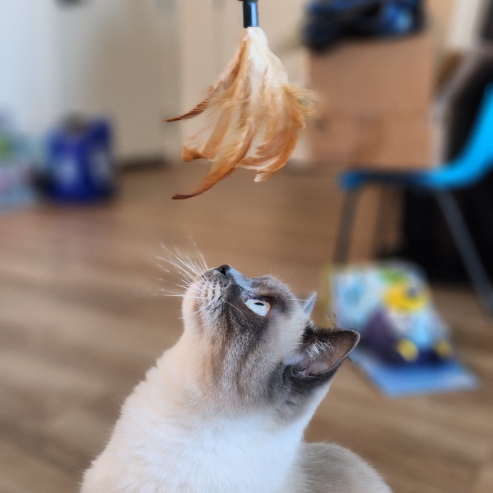 Kim's Cat Sitting photo 3