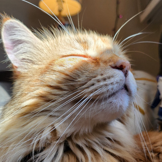 Kim's Cat Sitting photo 2