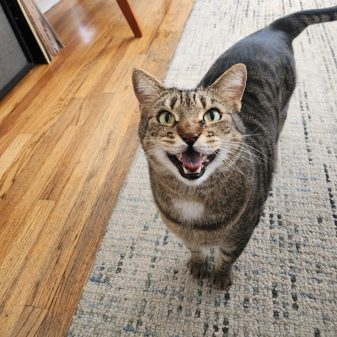 Kim's Cat Sitting