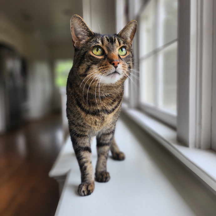 Kim's Cat Sitting photo 3