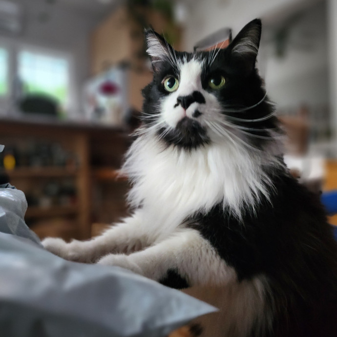Kim's Cat Sitting photo 2