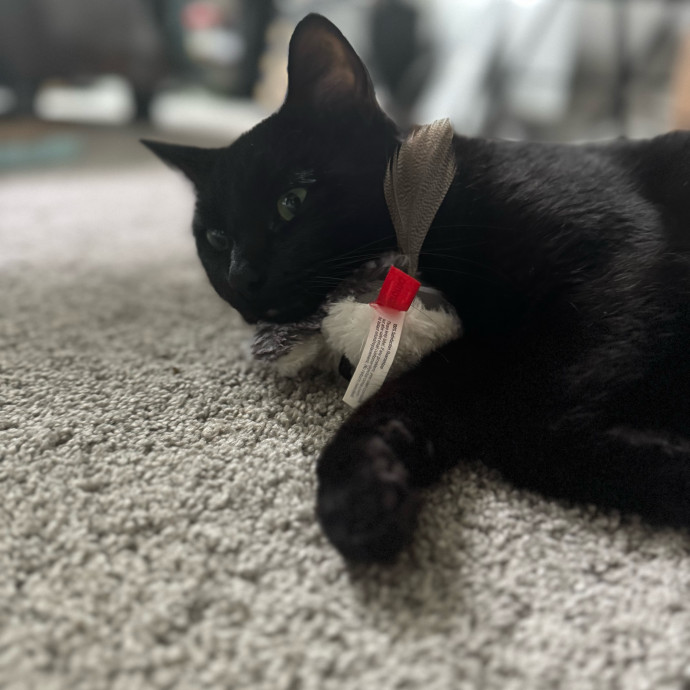 Purrfectly Loving Cat Sitter Near You