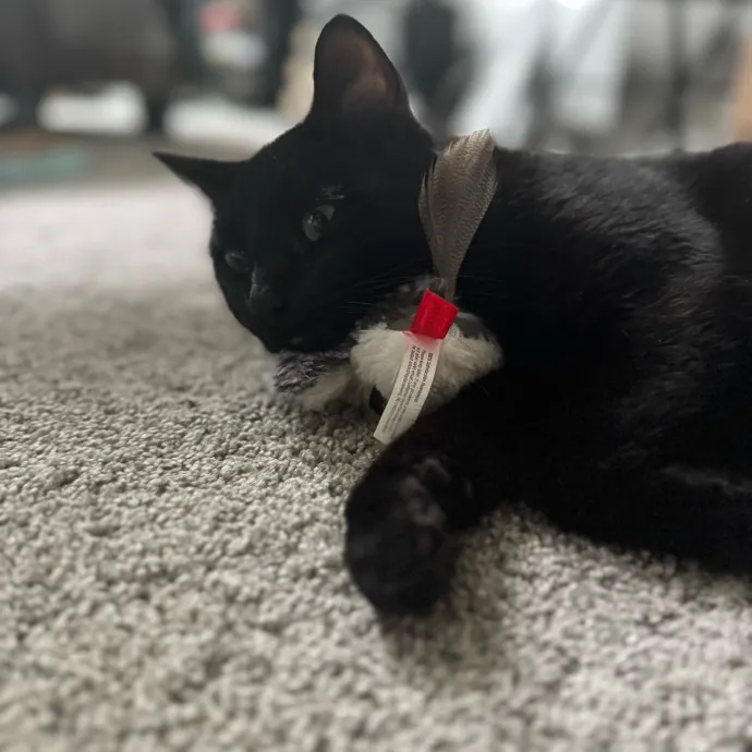 Purrfectly Loving Cat Sitter Near You