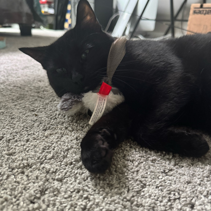 Purrfectly Loving Cat Sitter Near You