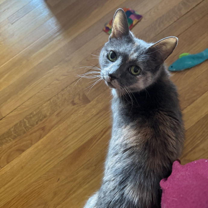Purrfectly Loving Cat Sitter Near You