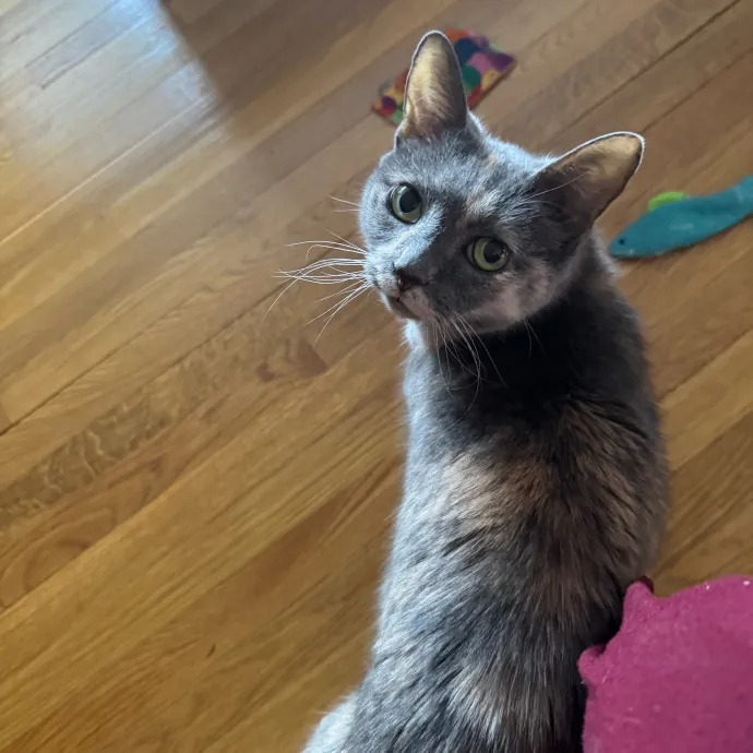 Purrfectly Loving Cat Sitter Near You