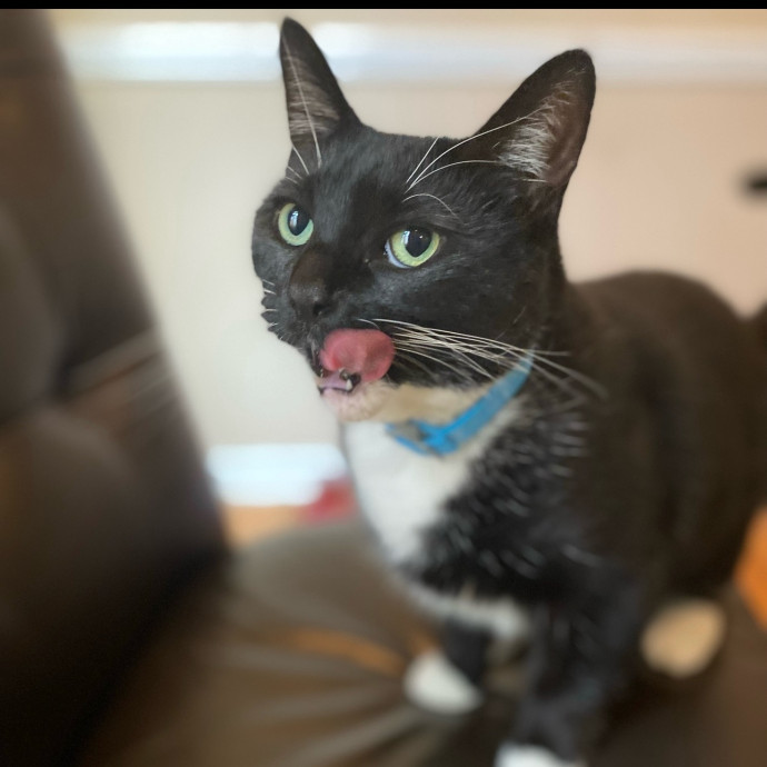 Purrfectly Loving Cat Sitter Near You