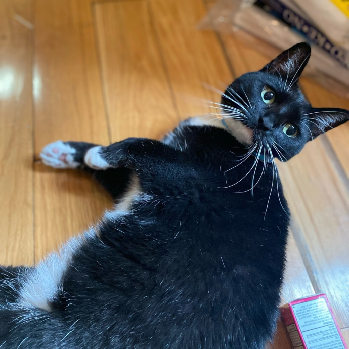 Purrfectly Loving Cat Sitter Near You
