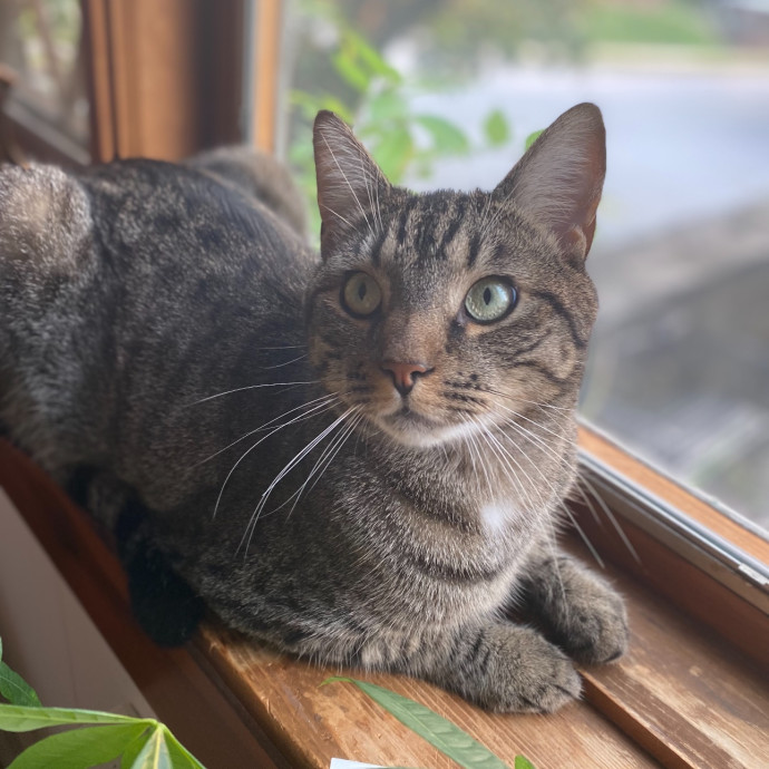 Purrfectly Loving Cat Sitter Near You