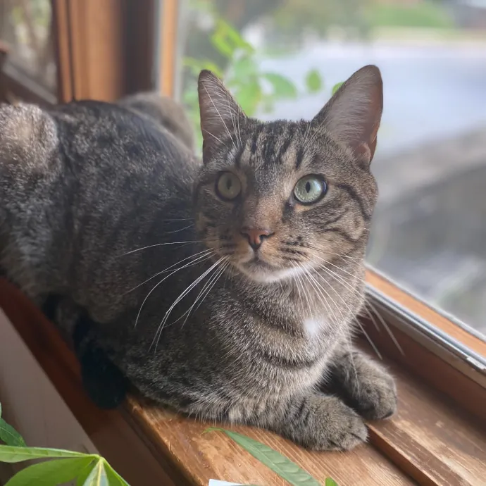 Purrfectly Loving Cat Sitter Near You