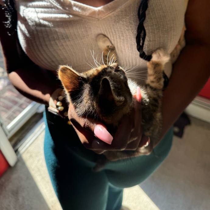 Purrfectly Loving Cat Sitter Near You