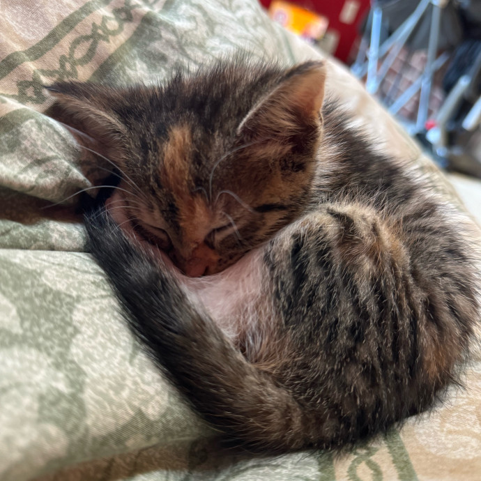 Purrfectly Loving Cat Sitter Near You
