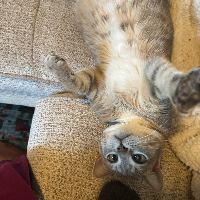 Purrfectly Loving Cat Sitter Near You