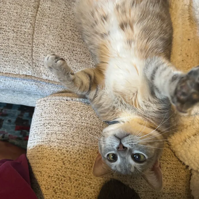 Purrfectly Loving Cat Sitter Near You