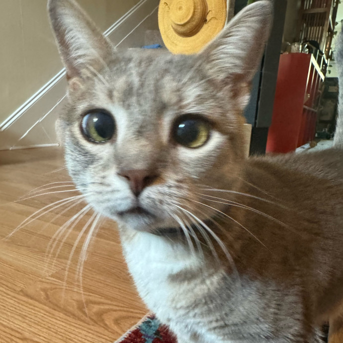 Purrfectly Loving Cat Sitter Near You