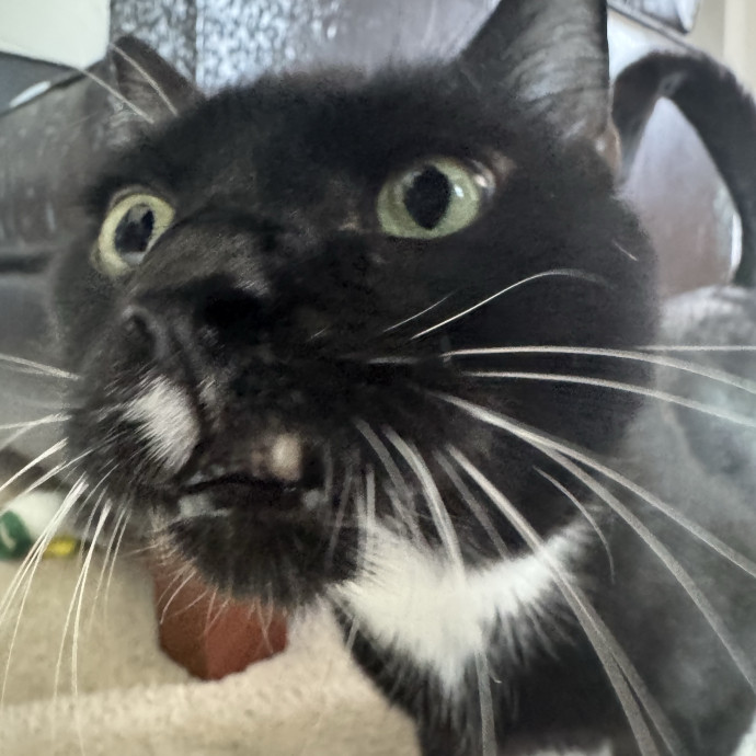Purrfectly Loving Cat Sitter Near You