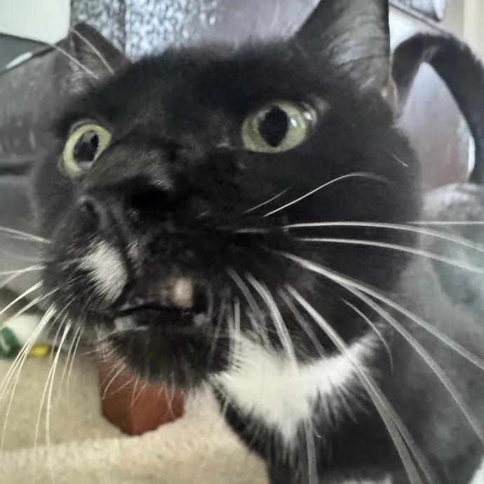 Purrfectly Loving Cat Sitter Near You