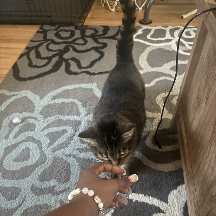 Purrfectly Loving Cat Sitter Near You