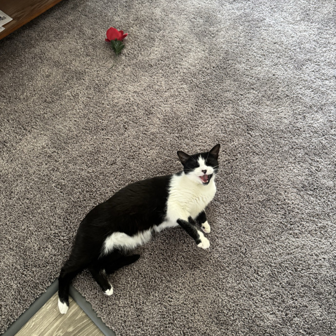 Purrfectly Loving Cat Sitter Near You