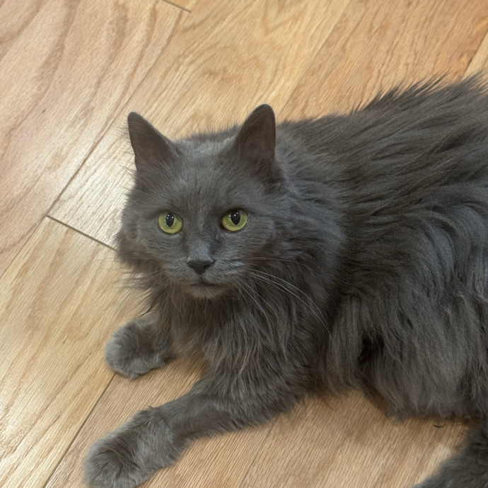 Purrfectly Loving Cat Sitter Near You