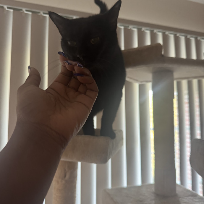 Purrfectly Loving Cat Sitter Near You