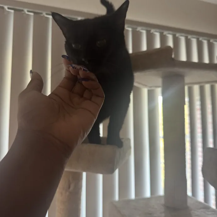 Purrfectly Loving Cat Sitter Near You