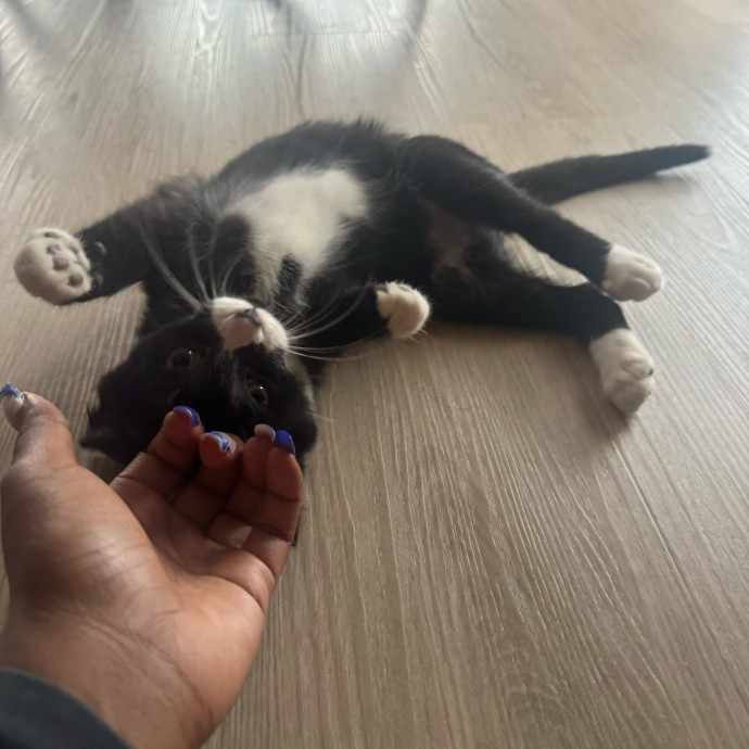 Purrfectly Loving Cat Sitter Near You