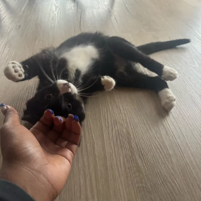 Purrfectly Loving Cat Sitter Near You