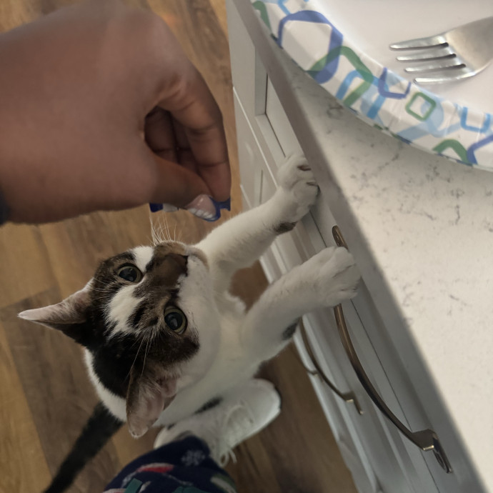 Purrfectly Loving Cat Sitter Near You