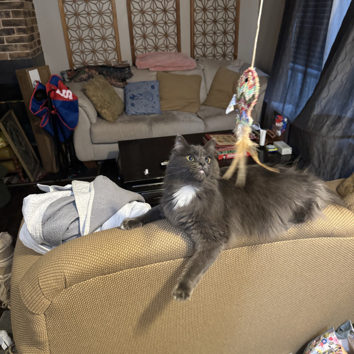 Purrfectly Loving Cat Sitter Near You
