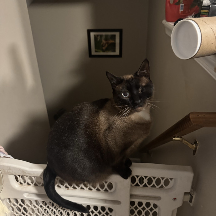 Purrfectly Loving Cat Sitter Near You