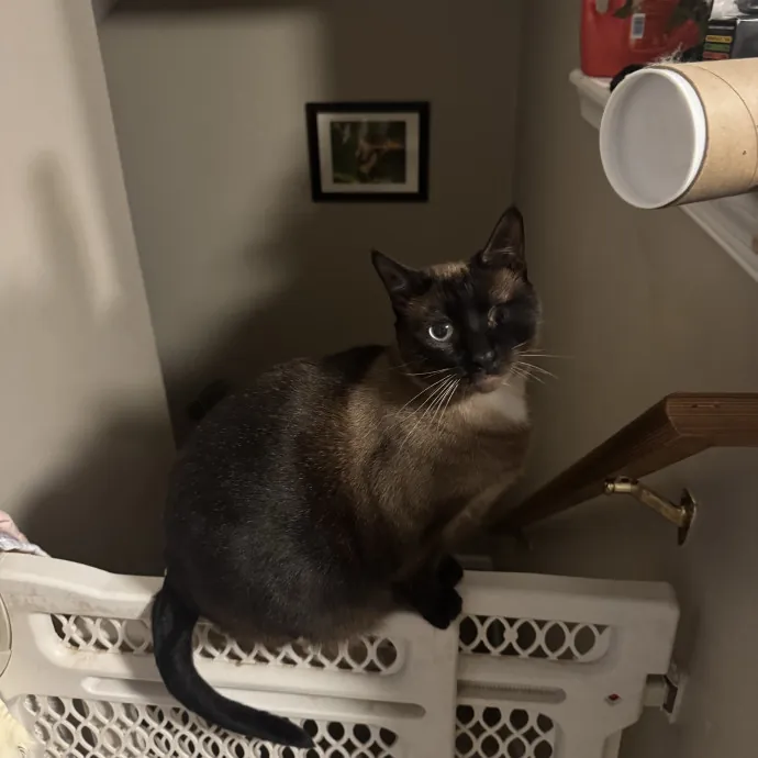 Purrfectly Loving Cat Sitter Near You