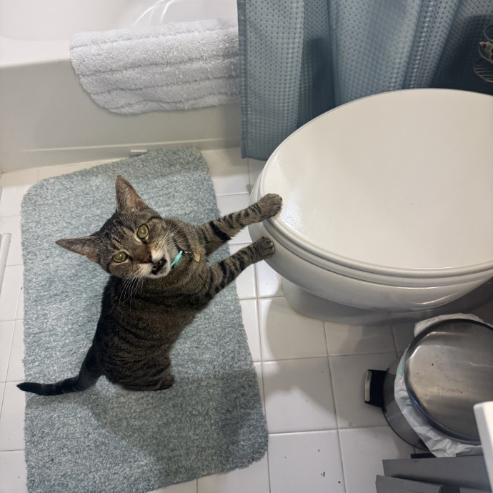 Purrfectly Loving Cat Sitter Near You