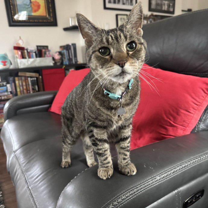 Purrfectly Loving Cat Sitter Near You